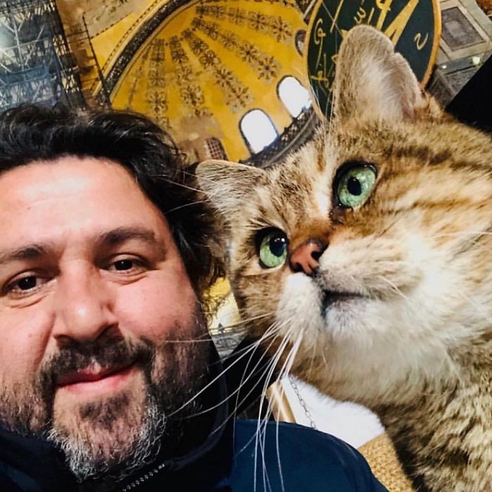 Hagia-Sophia-Cat