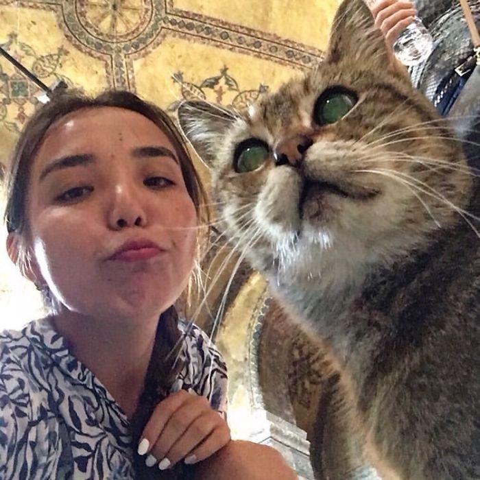 Hagia-Sophia-Cat