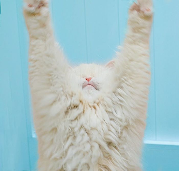 Blind-Persian-Cat-Moet