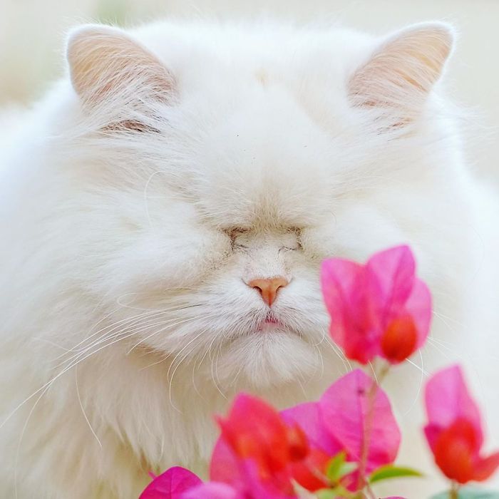 Blind-Persian-Cat-Moet
