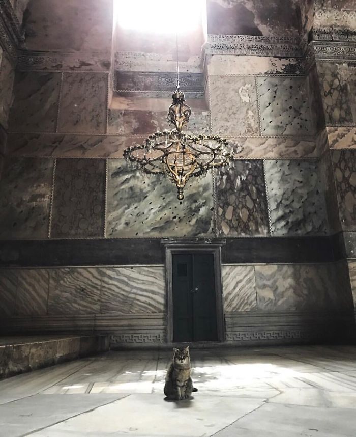 Hagia-Sophia-Cat