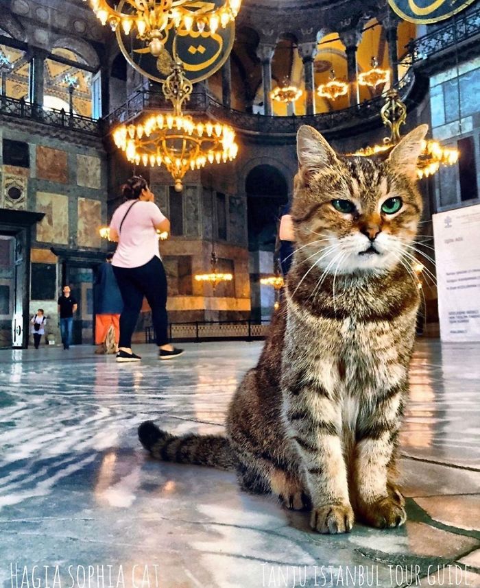 Hagia-Sophia-Cat