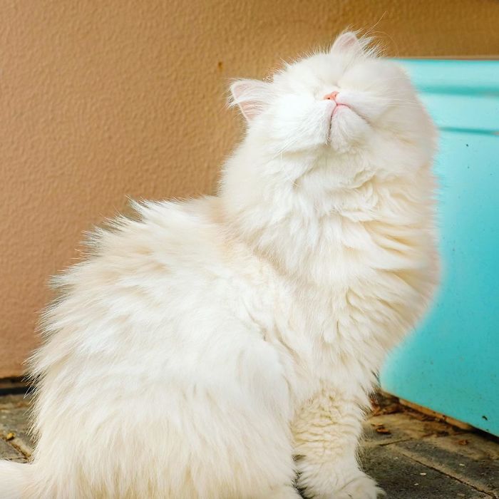 Blind-Persian-Cat-Moet