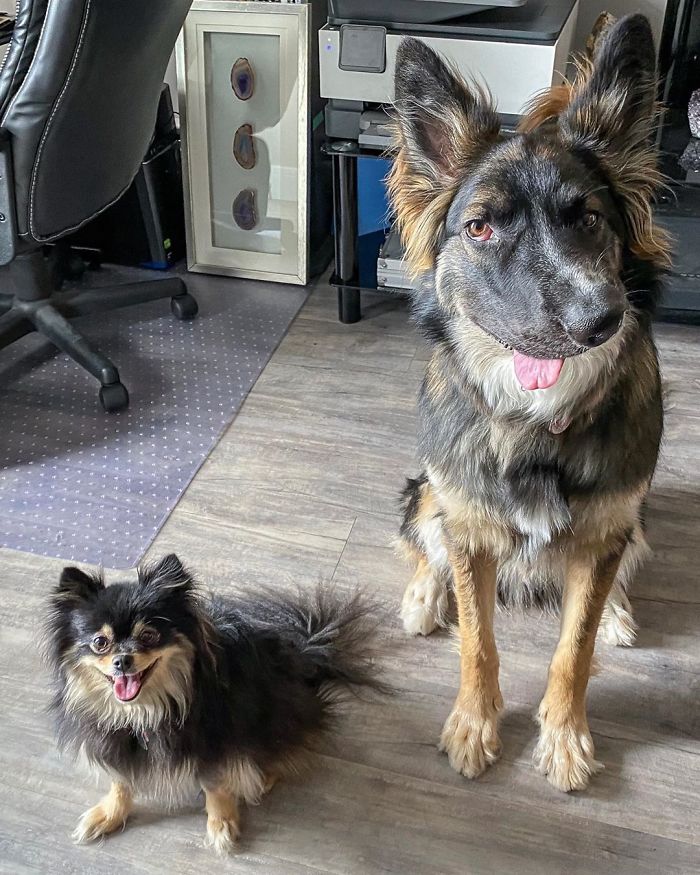 Even Though Brodie Got His Face Disfigured As A Puppy By His Mother, Today He's About To Become A Therapy Dog Even Though Brodie Got His Face Disfigured As A Puppy By His Mother, Today He's About To Become A Therapy Dog