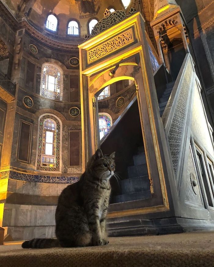 Hagia-Sophia-Cat