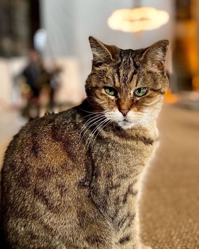 Hagia-Sophia-Cat