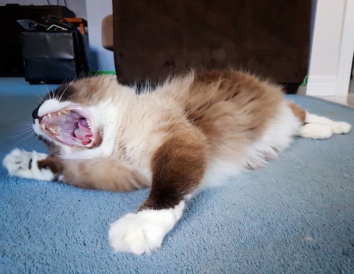 "What Do You Mean We Are Out Of Treats⁉️"