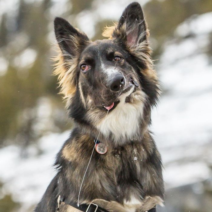 Even Though Brodie Got His Face Disfigured As A Puppy By His Mother, Today He's About To Become A Therapy Dog Even Though Brodie Got His Face Disfigured As A Puppy By His Mother, Today He's About To Become A Therapy Dog