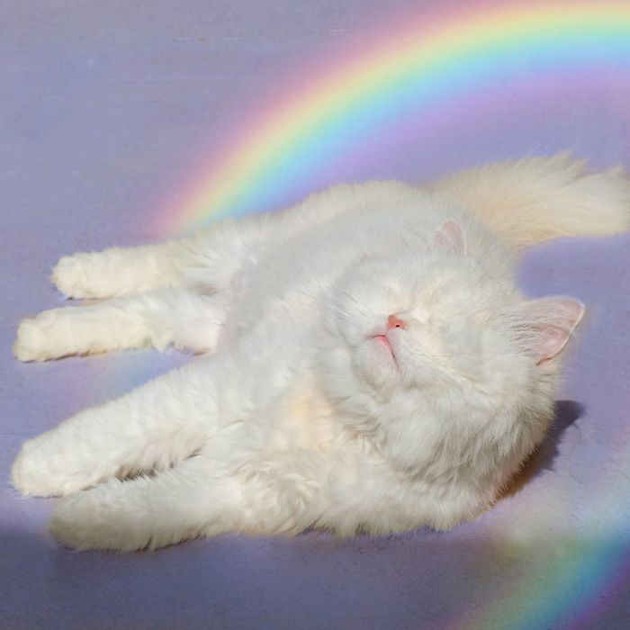 Blind-Persian-Cat-Moet