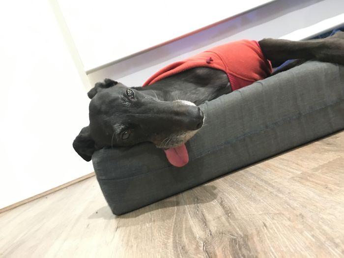 Jessie, My Beautiful Greyhound Baby (Yes She Has A Hoodie On Deal With It)