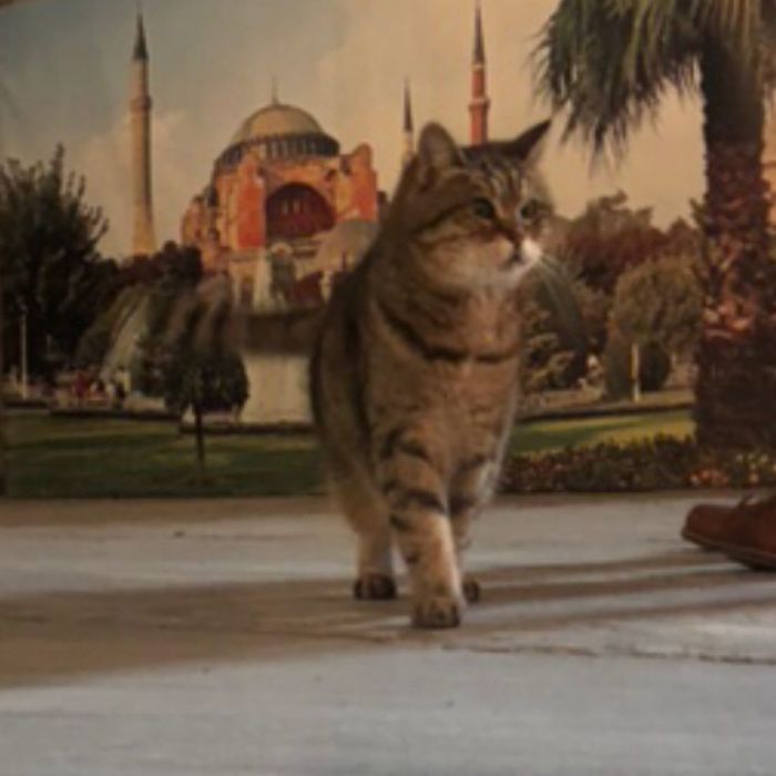 Hagia-Sophia-Cat