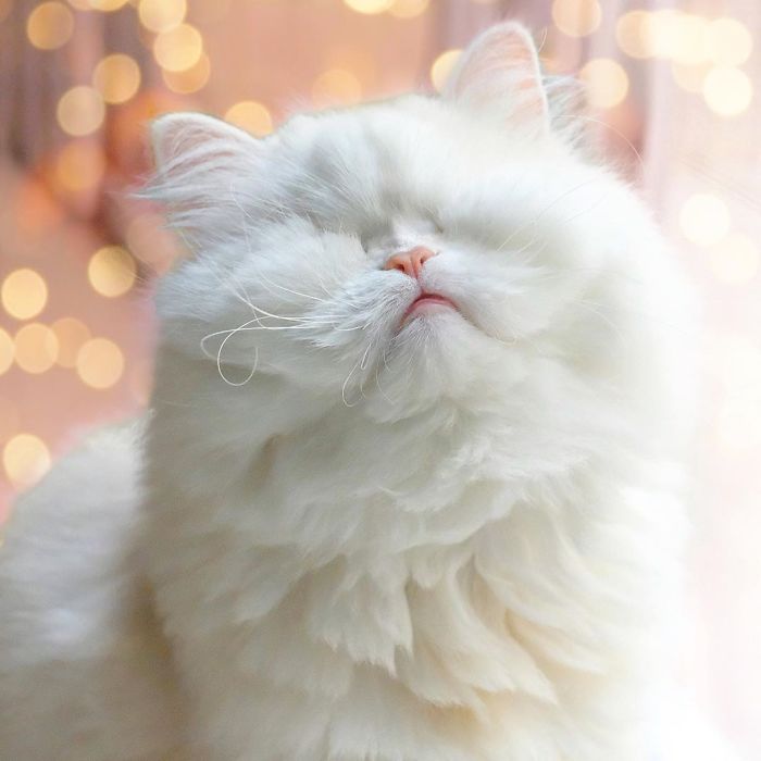 Blind-Persian-Cat-Moet