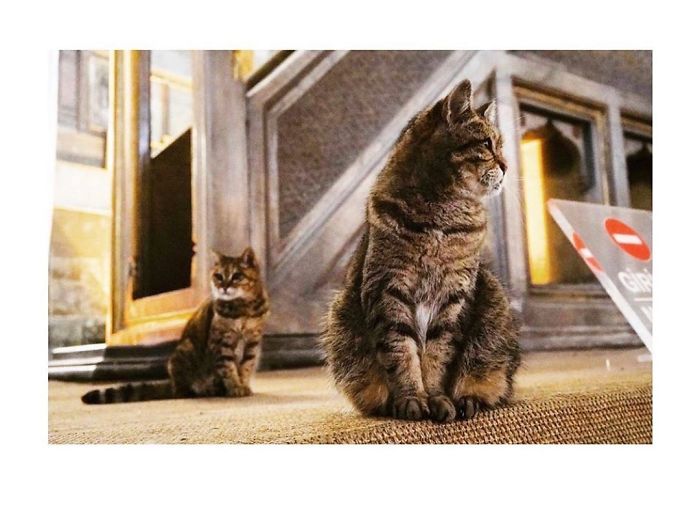 Hagia-Sophia-Cat