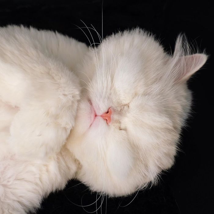 Blind-Persian-Cat-Moet
