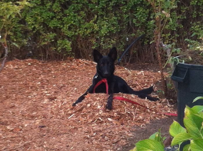 Jumped Out A Window Five Feet Off The Floor The First Day We Had Her! Settled Down After A Beach Visit.