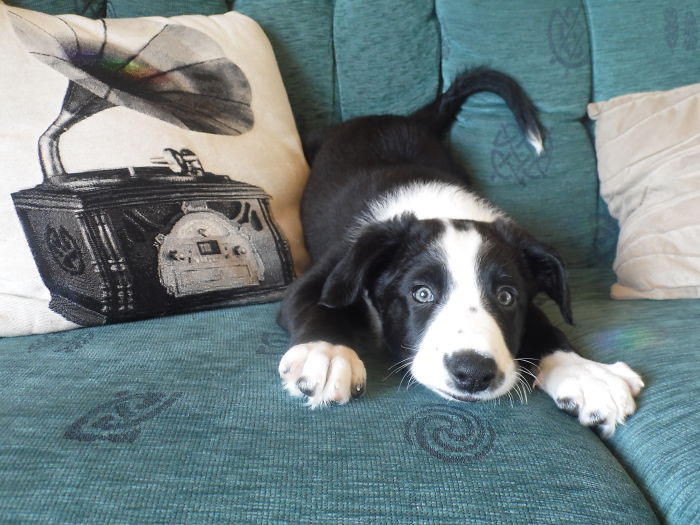 This Is My Border Collie Shilo At 2 Months Old. He's Years Old Now But Back When This Photo Was Taken He Was The Very Embodiment Of Fun, Play And Mischief. This Is His "What Can I Get Up To Now? " Look!