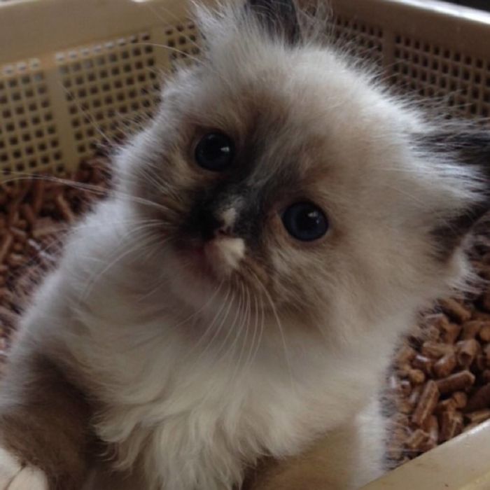 Delilah Before We Got Her. So Smol