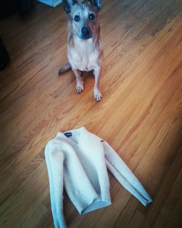 I May Have Shrunk This. Dog For Reference