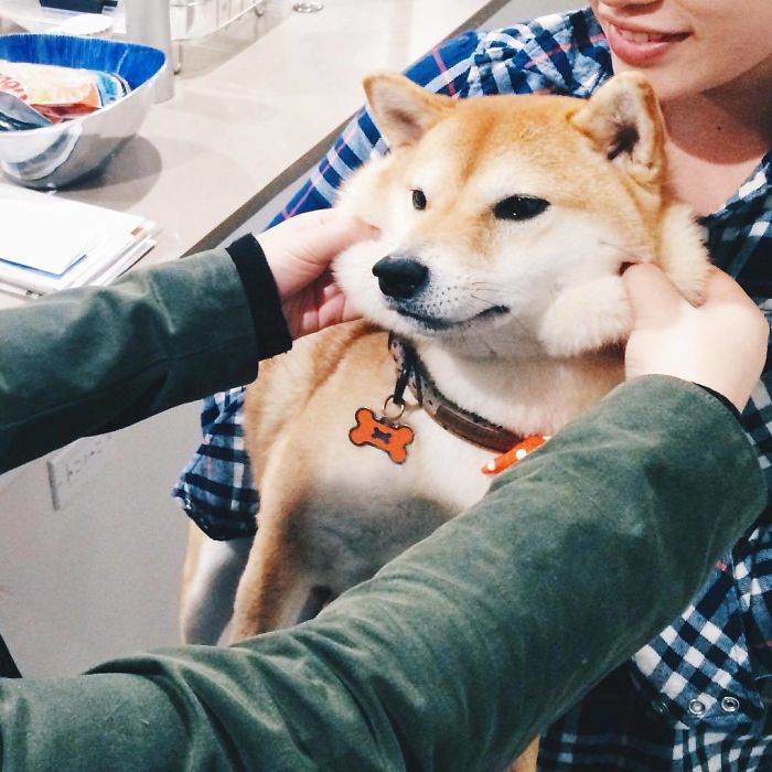 The Weekend When I Got To Meet These Fluffy Pup Cheeks