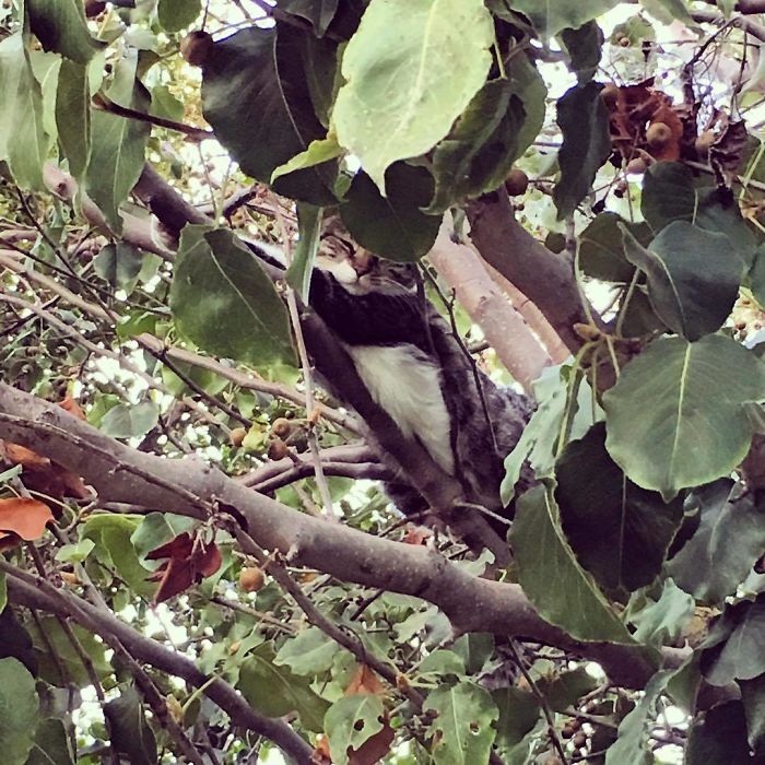 Sleeping-Cats-In-Trees
