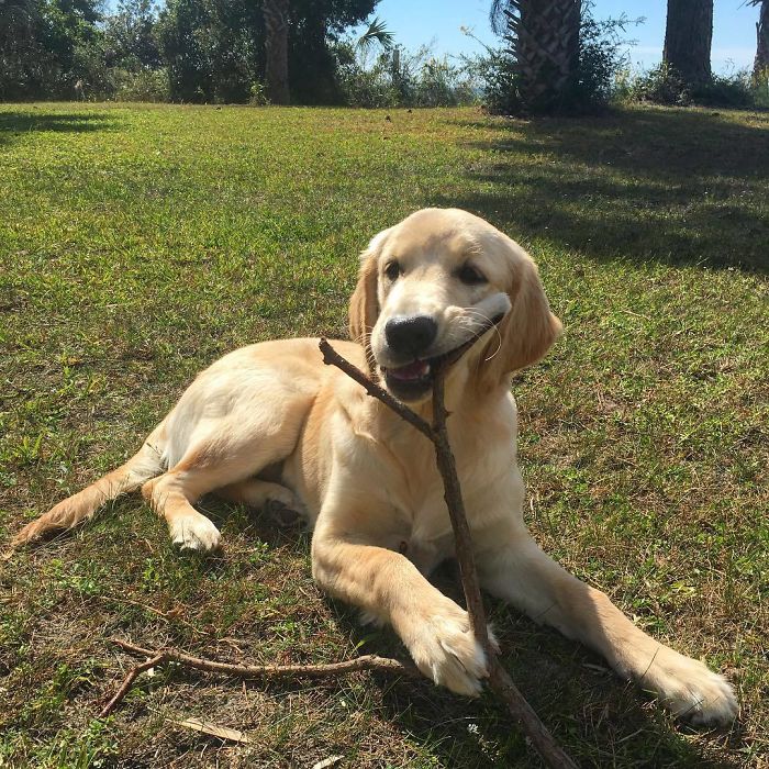 I Hope You Find The Perfect Stick Today! Even If It Pokes You In The Mouth