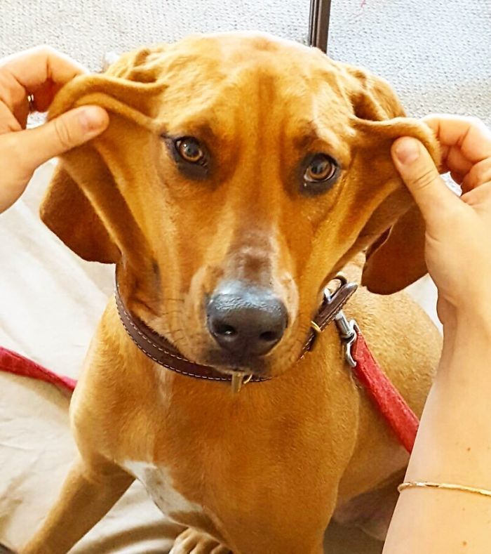 Gimbel's Manager: Why Are You Smiling Like That? Buddy: I Just Like To Smile, Smiling's My Favorite