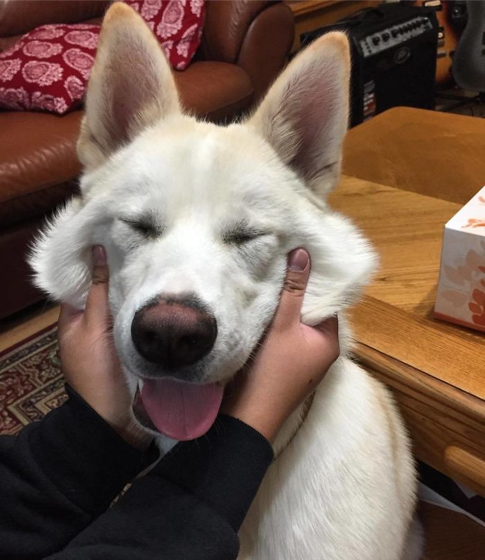 Happy New Year Everyone! Hope This Year Is Filled With A Bunch Of Floppy Tongues And Lots Of Treats