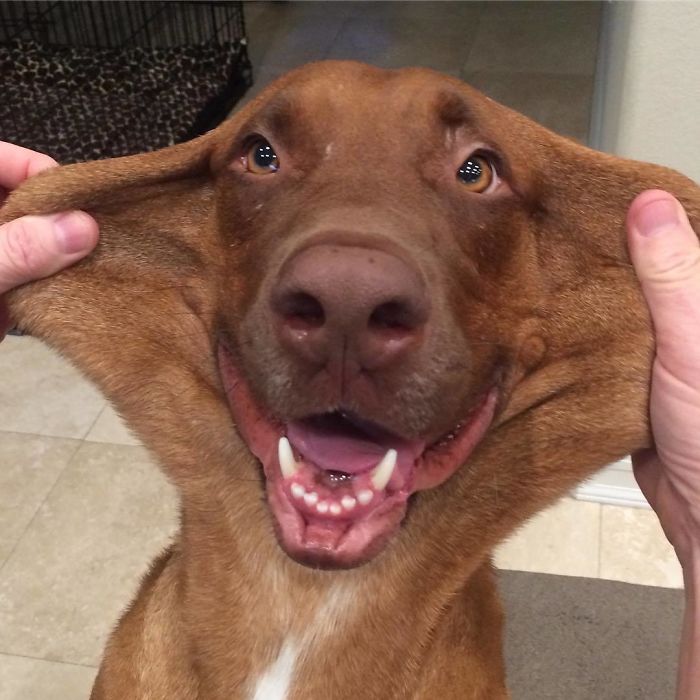 Someone Needs A Little Nip Tuck