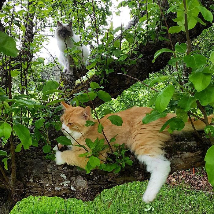 Sleeping-Cats-In-Trees