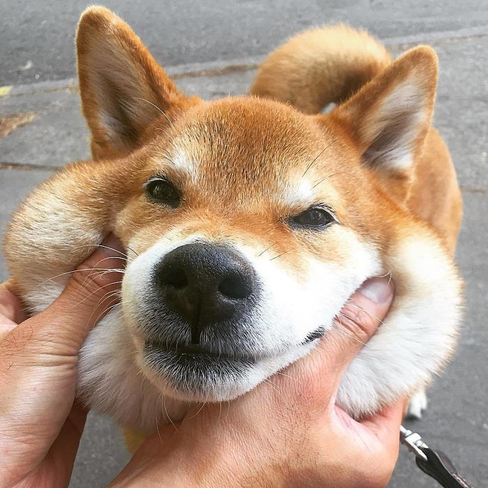 I'm Entering This Doge To The Squishy Dog Cheeks Contest