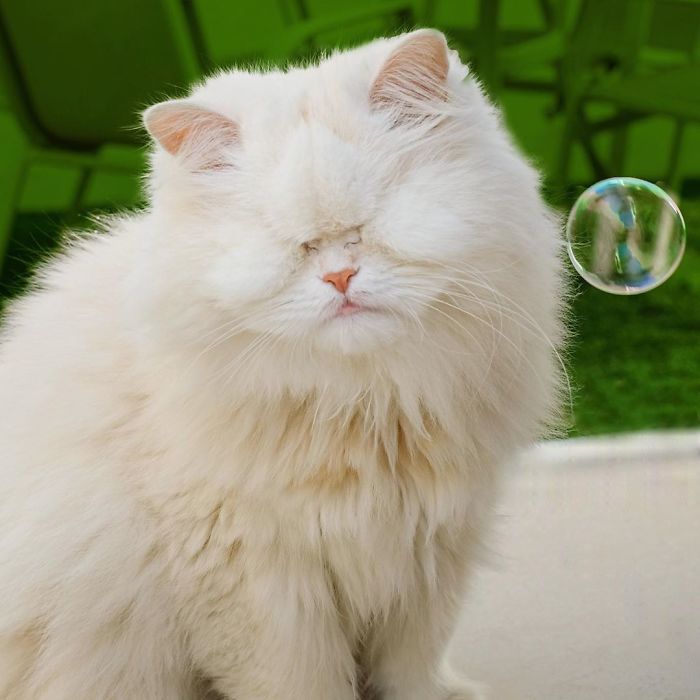 Blind-Persian-Cat-Moet