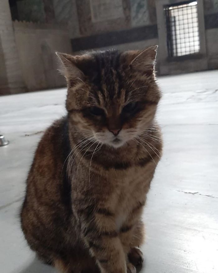 Hagia-Sophia-Cat