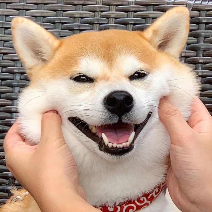 Do (Not) Try This On Your Shiba Inu