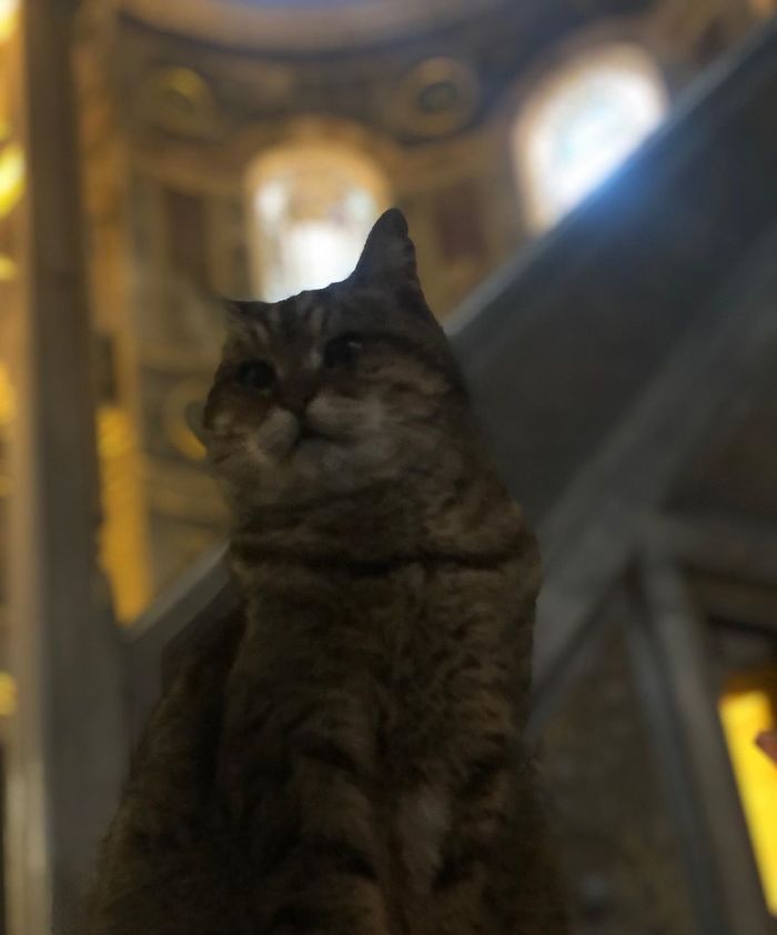 Hagia-Sophia-Cat