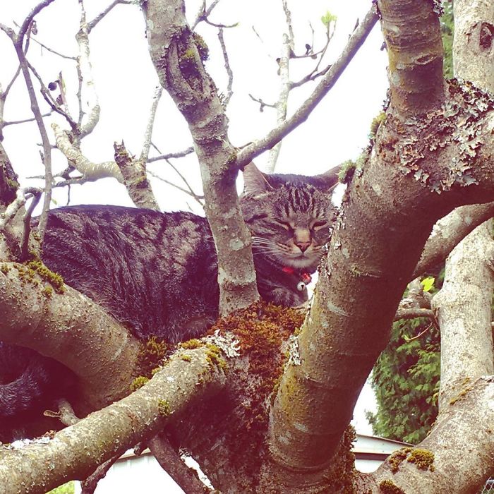 Sleeping-Cats-In-Trees