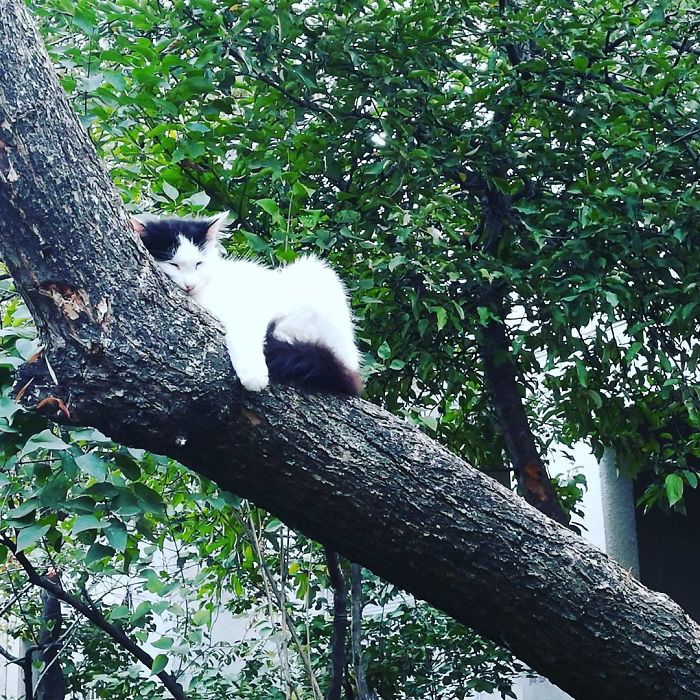 Sleeping-Cats-In-Trees