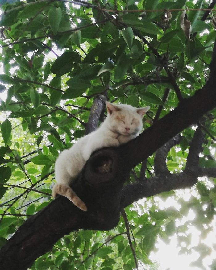 Sleeping-Cats-In-Trees