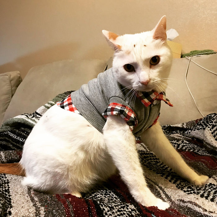 I Seem To Have Accidentally Shrunk Ed's New Outfit In The Wash