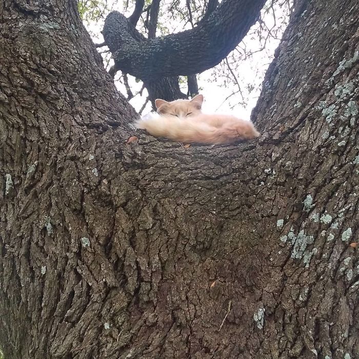 Sleeping-Cats-In-Trees
