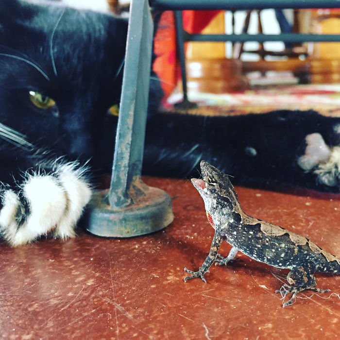 Pearl Up Against A Dinosaur