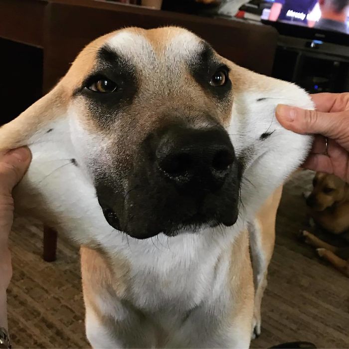 Sorry I’ve Been Missing In Action For A While. I’ve Been Busy Flying Around With My Newfound Face Wings