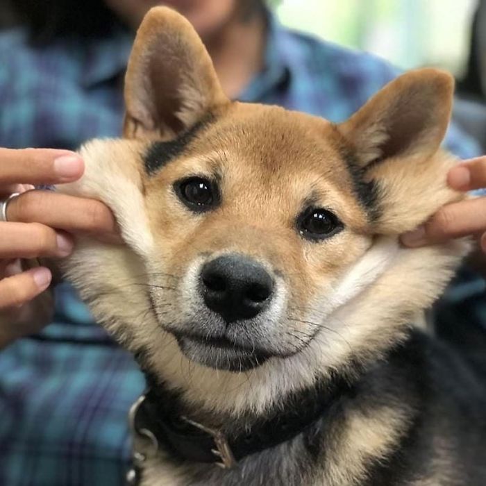 Hard Day At Work In The Office For Drogo Yesterday