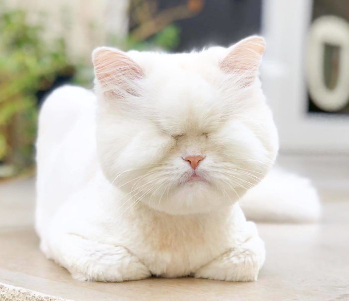 Blind-Persian-Cat-Moet