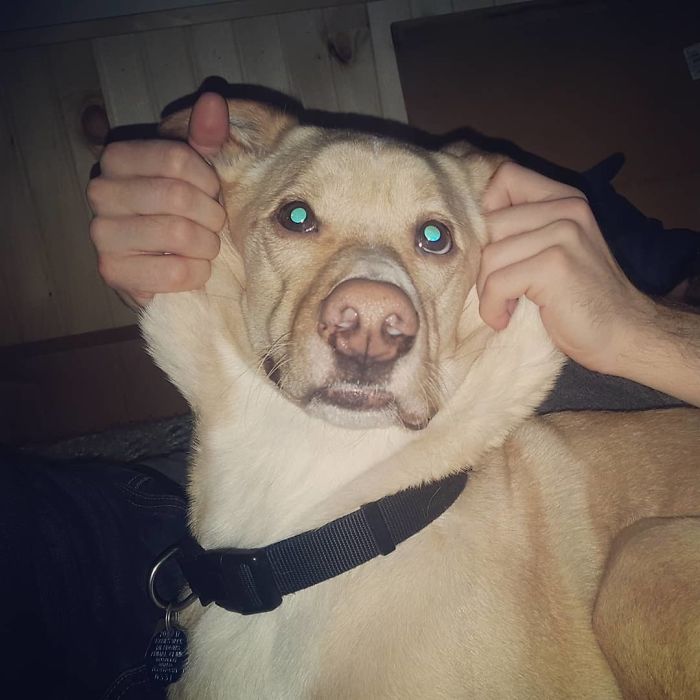 No Dogs Were Harmed In The Taking Of This Photo