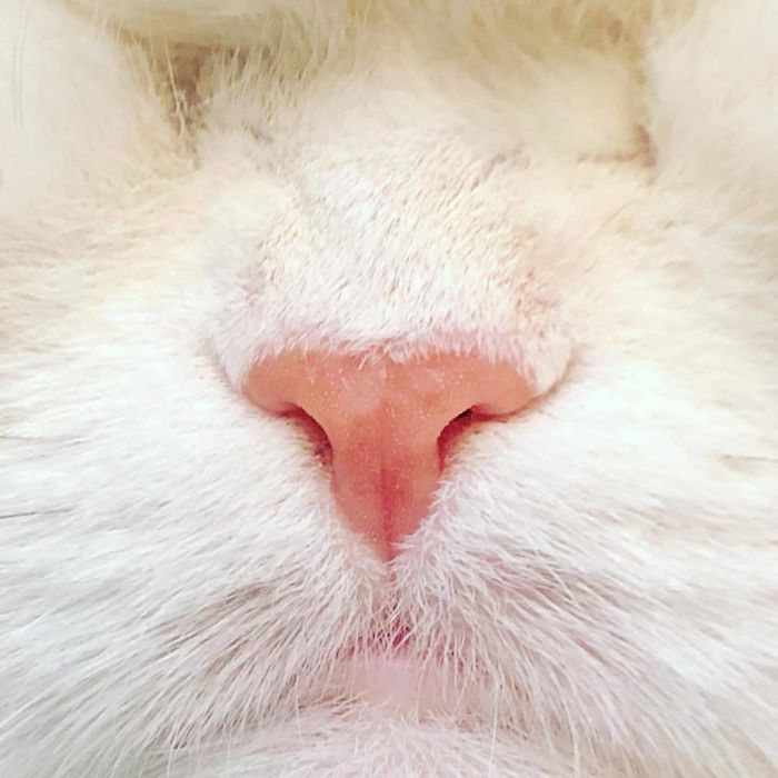 Blind-Persian-Cat-Moet