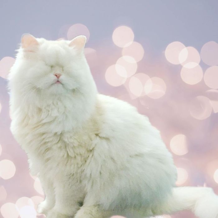 Blind-Persian-Cat-Moet