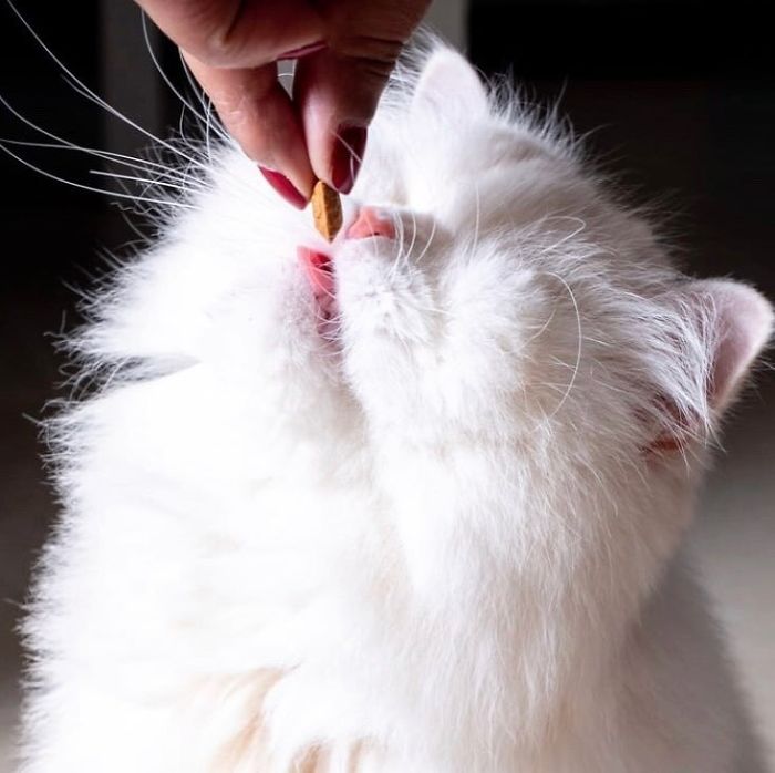 Blind-Persian-Cat-Moet