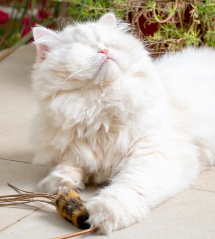 Blind-Persian-Cat-Moet