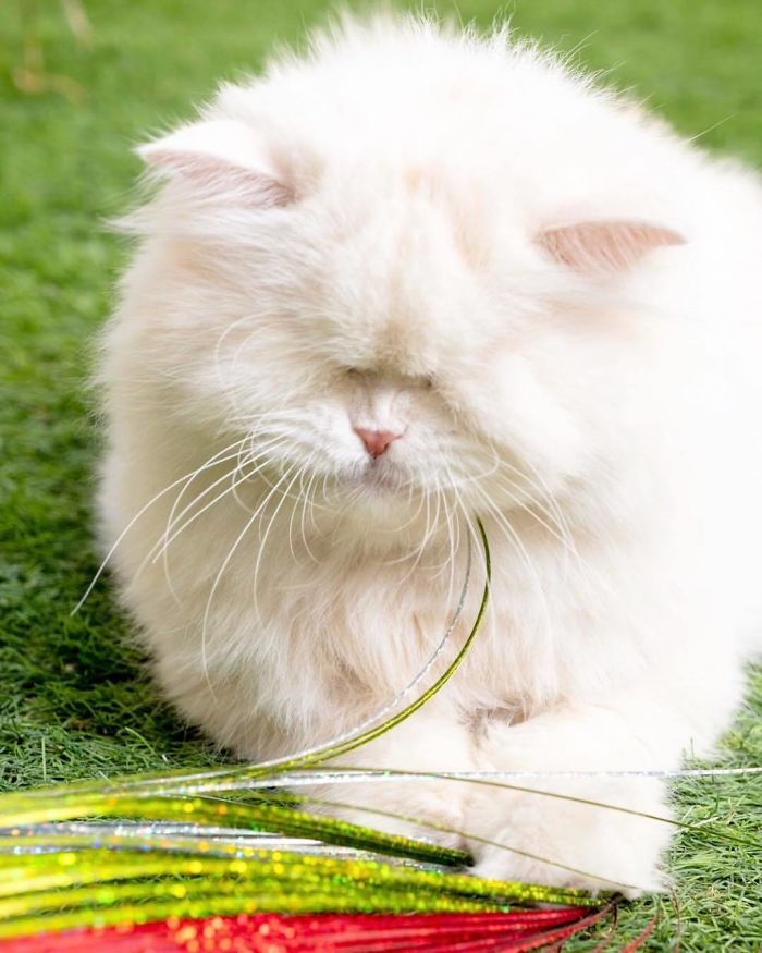 Blind-Persian-Cat-Moet