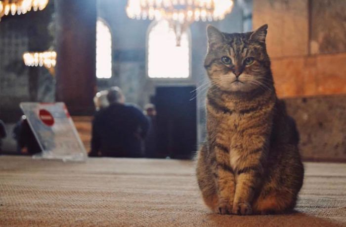 Hagia-Sophia-Cat